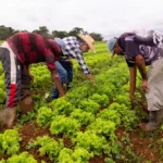 Agricultura familiar no Senado: discurso nobre, prática esquecida